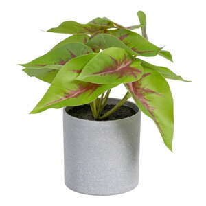 Umelá rastlina (výška  20 cm) Syngonium – Ixia